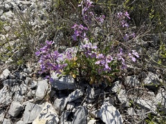 Hesperis laciniata
