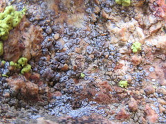 Acarospora americana