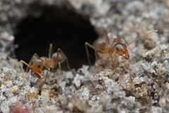 Iridomyrmex pallidus
