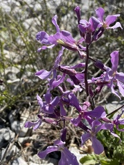 Hesperis laciniata