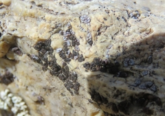 Acarospora americana