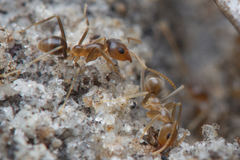 Iridomyrmex pallidus