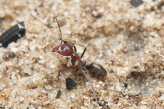 Iridomyrmex discors