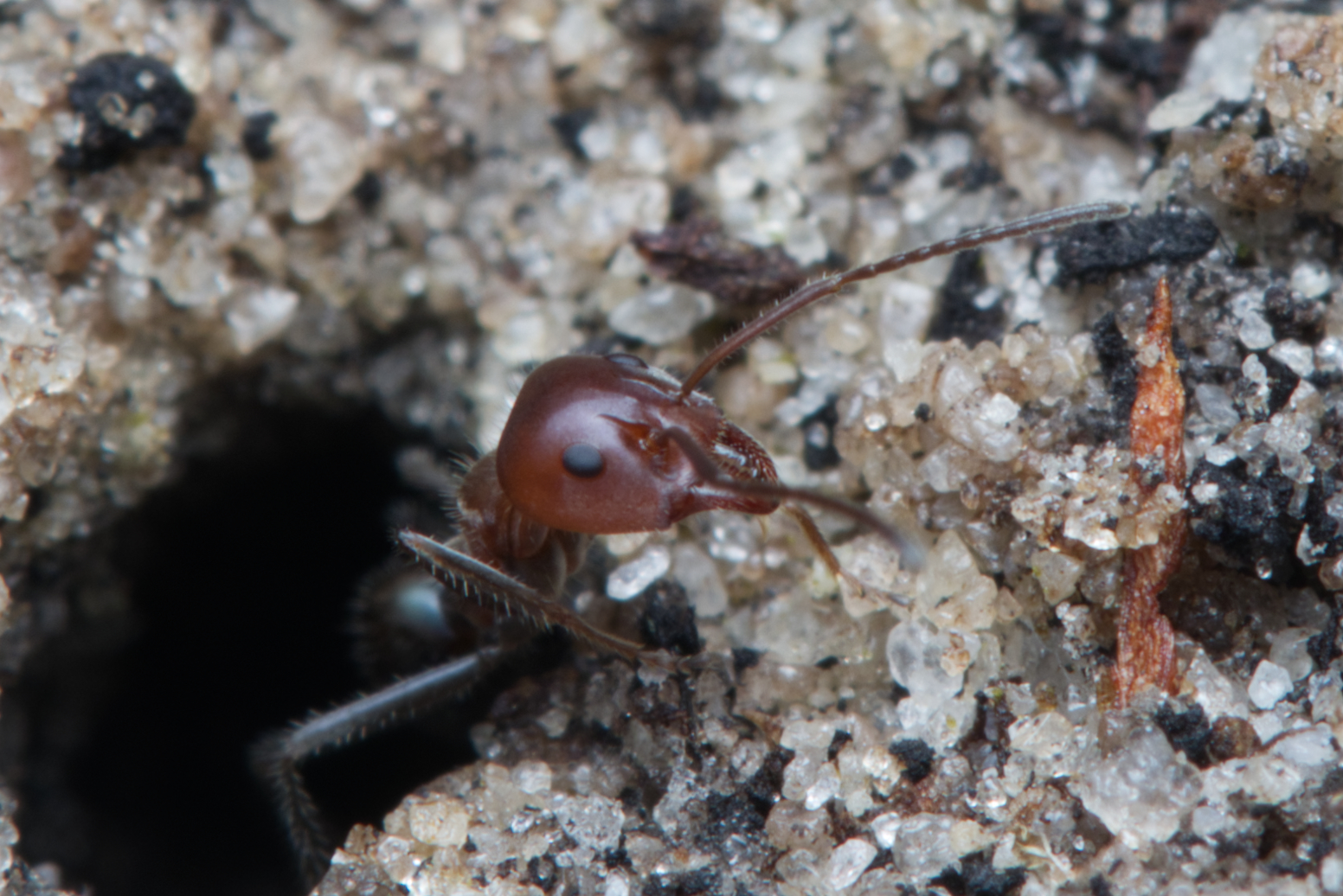 Iridomyrmex discors Forel, 1902