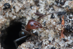 Iridomyrmex discors