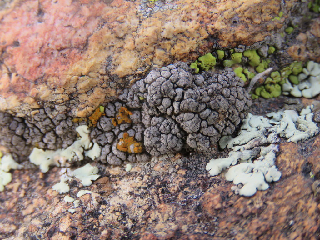 Verrucaria sphaerospora