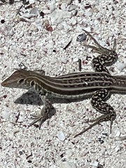 Pholidoscelis plei