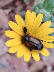 Chasmatopterus