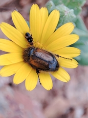 Chasmatopterus