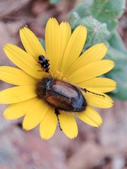 Chasmatopterus