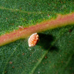 Eriococcus coriaceus