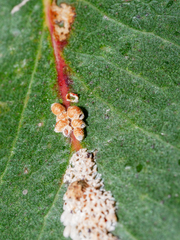 Eriococcus coriaceus