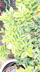 Veronica elliptica