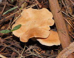 Leucopaxillus eucalyptorum