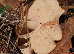 Leucopaxillus eucalyptorum