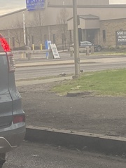 Columba livia domestica