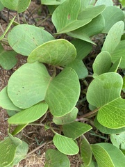 Ipomoea pes-caprae