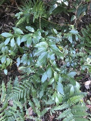 Cinnamomum yabunikkei