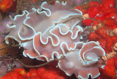 Leminda millecra