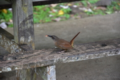 Cinclocerthia ruficauda