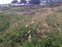 Erysimum franciscanum