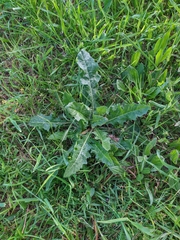 Helminthotheca echioides