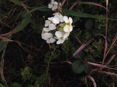 Erysimum franciscanum