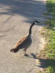 Branta canadensis image