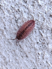 Proporcellio pusillus
