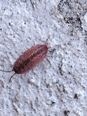 Proporcellio pusillus