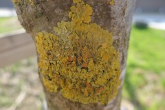 Xanthoria parietina