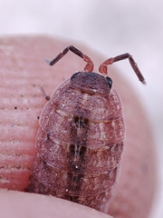 Proporcellio pusillus