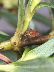 Pachyxyphus lineellus