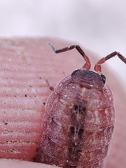 Proporcellio pusillus