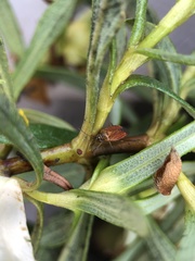 Pachyxyphus lineellus