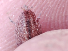 Proporcellio pusillus