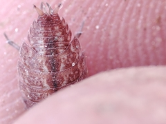 Proporcellio pusillus
