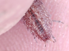 Proporcellio pusillus
