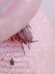 Proporcellio pusillus
