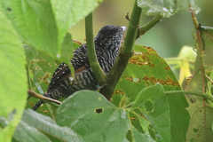 Thamnophilus tenuepunctatus