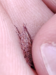 Proporcellio pusillus