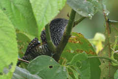 Thamnophilus tenuepunctatus