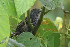 Thamnophilus tenuepunctatus