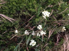 Erysimum franciscanum