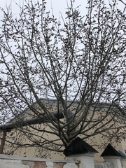 Populus