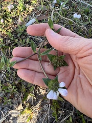 Richardia grandiflora