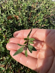 Spermacoce verticillata