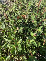 Spermacoce verticillata
