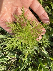 Magnoliopsida