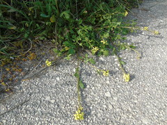 Enarthrocarpus arcuatus